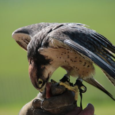 Jagd als Kulturerbe, Jagdfakten Österreich