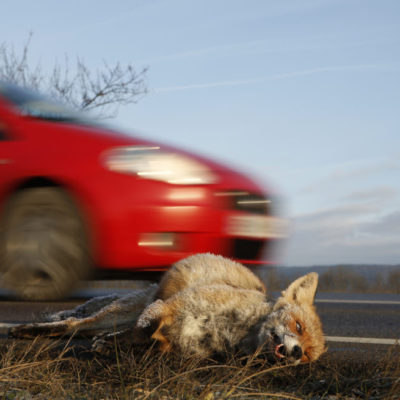 Wildunfälle, Wildwechsel und Verkehrsunfall, Jagdfakten Österreich