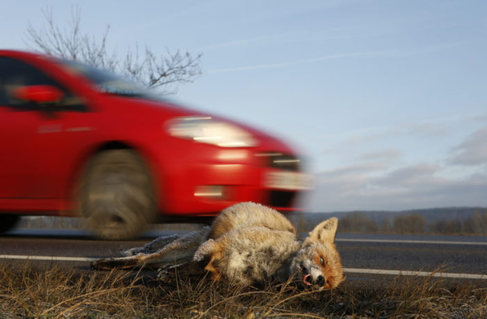 Wildunfälle, Wildwechsel und Verkehrsunfall, Jagdfakten Österreich