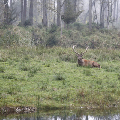 Jagd & Nachhaltigkeit, Jagdfakten Österreich