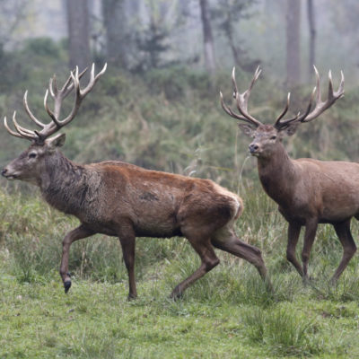 Arten der Jagd