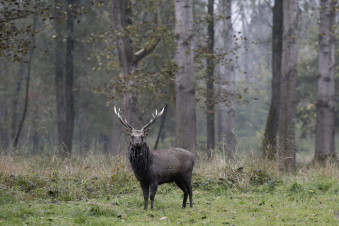 Szenen aus dem Revier Begrifflichkeiten der Weidmannssprache, Jagdwirtschaftliche Leistung in Österreich, JAGDFAKTEN Österreich
