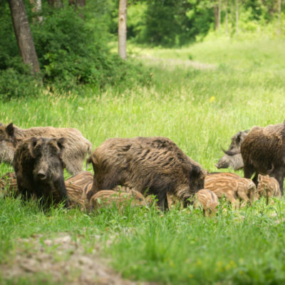 Wildschwein Rauschzeit Lebensraum Sozialverhalten: Jagdfakten Österreich