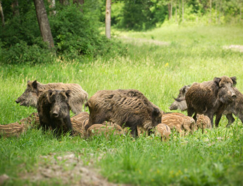 Jagdbare Wildarten: Das Wildschwein