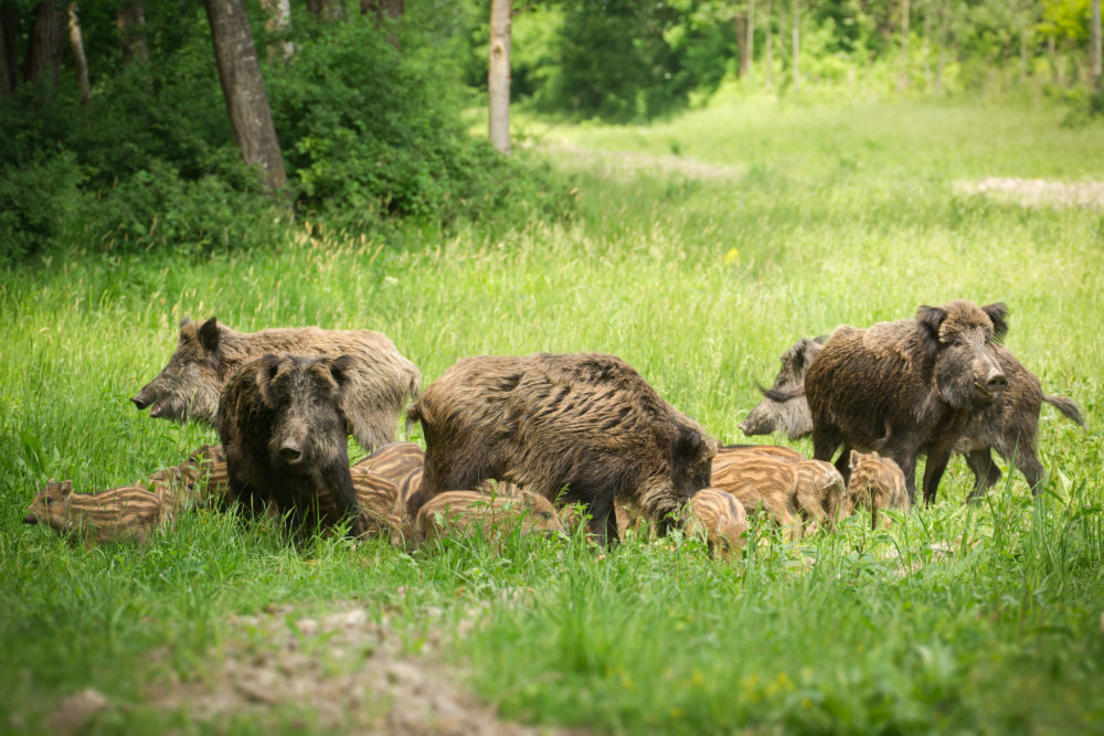 Wildschwein Rauschzeit Lebensraum Sozialverhalten: Jagdfakten Österreich