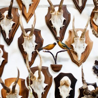 Trophäen wichtige Informationen über Wildbestand, Jagdfakten Österreich
