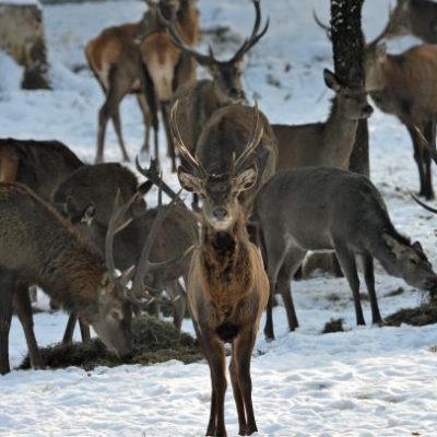 Wild füttern, darf der Jäger füttern, JAGDFAKTEN ÖSTERREICH