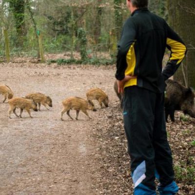 Vorsicht Wild - wie verhalte ich mich richtig? Jagdfakten Österreich