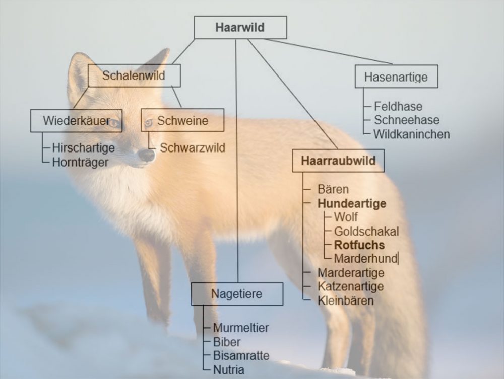 Fuchs, Steckbrief: Jagdfakten.at informiert
