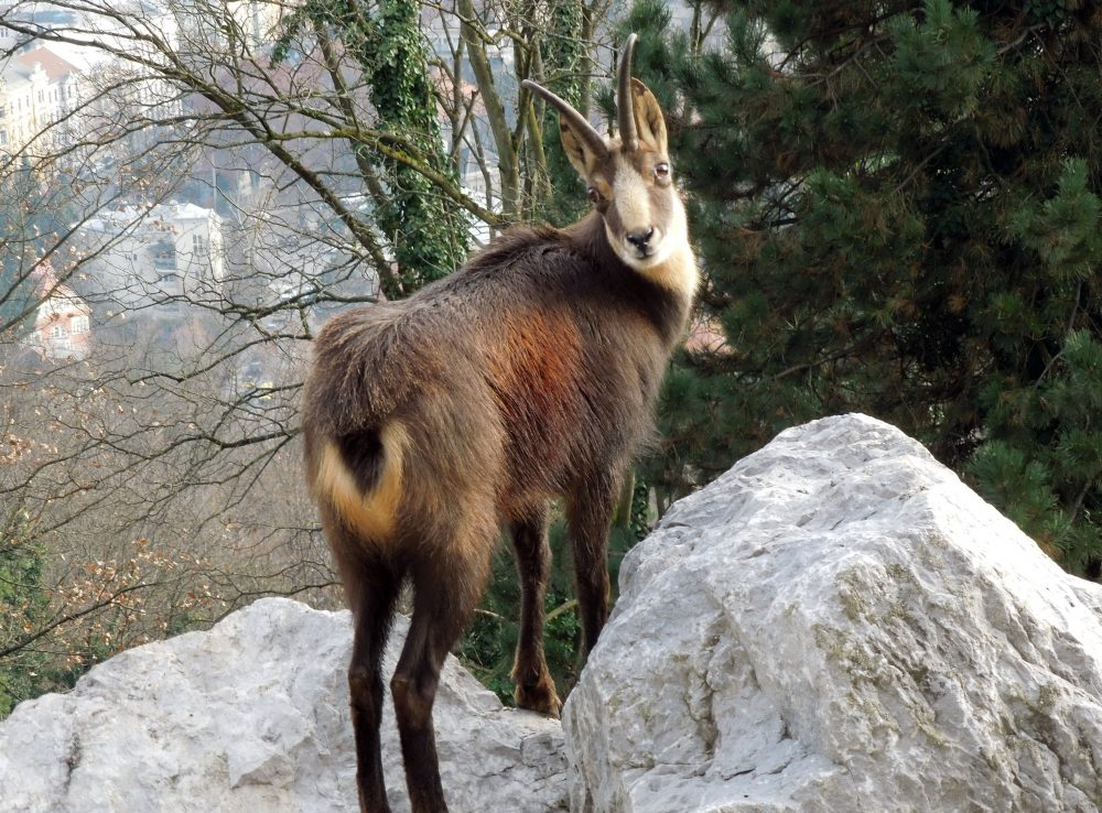 Gamswild, Jagdfakten Österreich