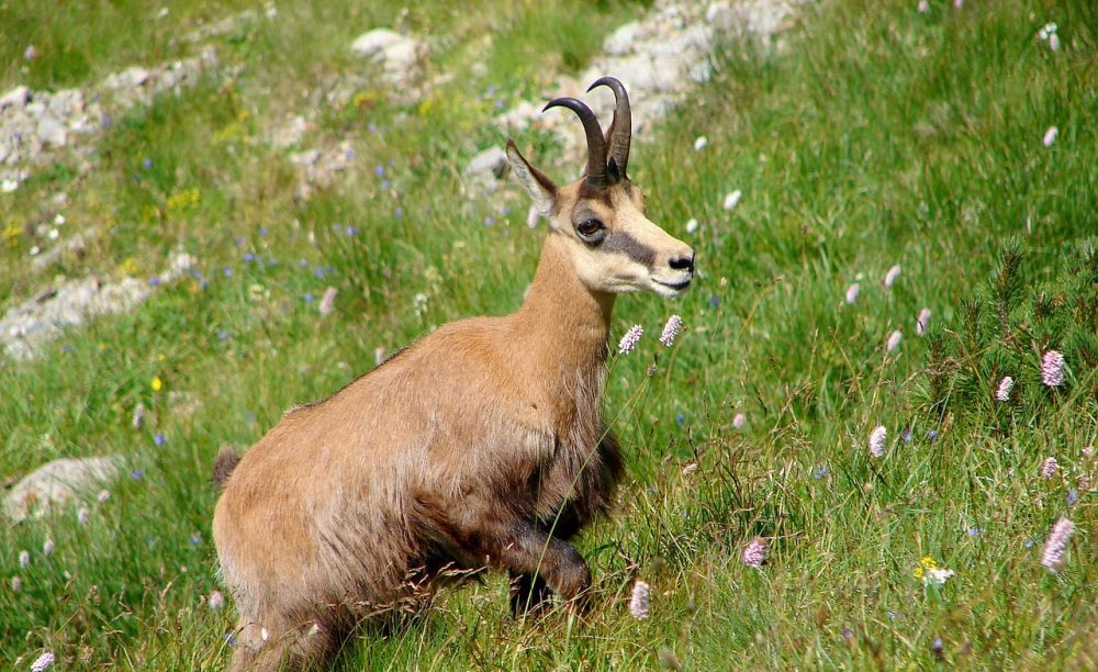 Jagdbare Wildarten: Gamswild - Jagdfakten Ã–sterrech