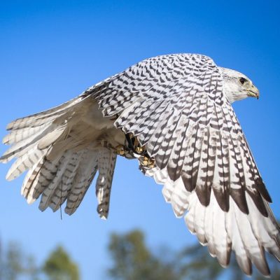 Falknerei, Jagdfakten Österreich