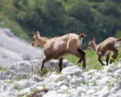 Gamswild - kurzer Steckbrief: Jagdfakten.at informiert