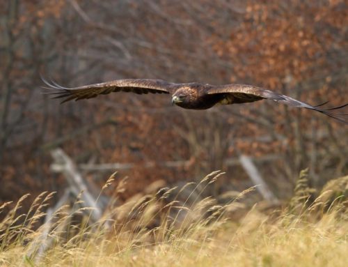 Greifvogelvorführungen – wo man Adler & Co bewundern kann