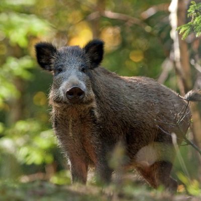 Eckdaten zur Afrikanischen Schweinepest, Sicherheitsmaßnahmen Afrikanische Schweinepest Fragen und Antworten, JAGDFAKTEN Österreich