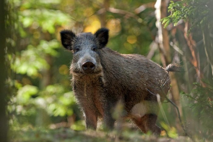 Eckdaten zur Afrikanischen Schweinepest, Sicherheitsmaßnahmen Afrikanische Schweinepest Fragen und Antworten, JAGDFAKTEN Österreich