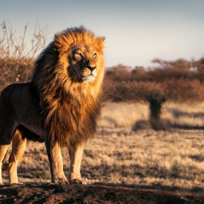 Safari