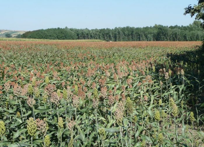 3_Winterfutterflächen Mähtod vermeiden: Landwirte und Jäger arbeiten zusammen, Jagdfakten Österreich
