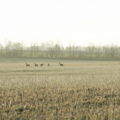 Niederwild, Jagdfakten Österreich