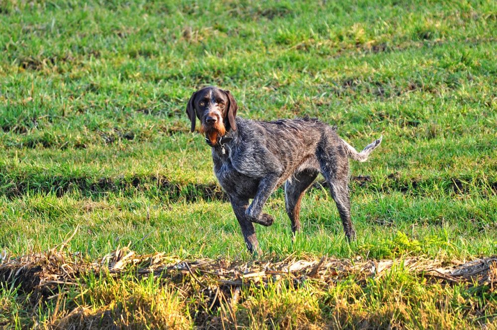 Deutsch Drahthaar Vorstehhund, Jagdfakten.at informiert