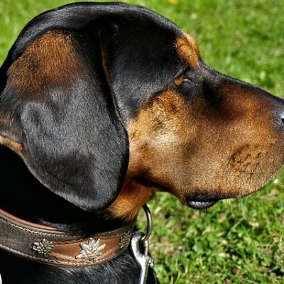Schweißhund, Jagdfakten Österreich