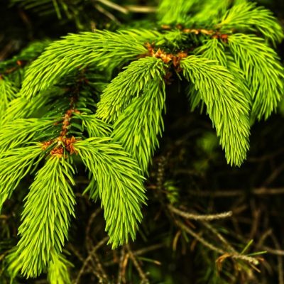 Maiwipferlsalz, Wild Rezept, Jagd Österreich