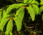 Maiwipferlsalz, Wild Rezept, Jagd Österreich