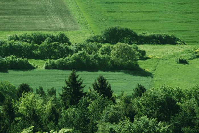 Lebensräume Hecken, Wald, Jagdfakten Österreich