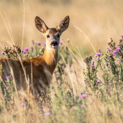 Rehbrunft, Blattzeit, Paarungszeit Rehwild, wichtigste Fragen zu Jagd & Jäger, Jagdfakten Österreich