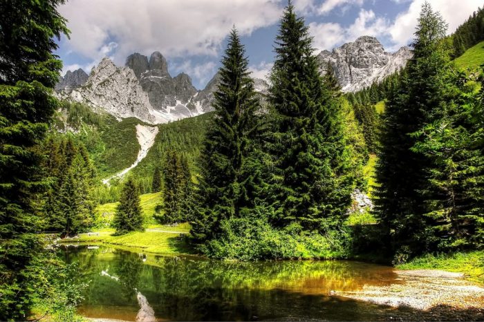 Lebensraum, Baum, Jagdfakten Österreich