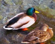 Ente, Stockente - kurzer Steckbrief: Jagdfakten.at informiert