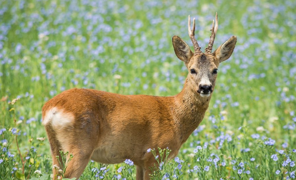Mythos Bambi: Jagdfakten.at informiert
