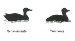 Schwimmente, Tauchente, JAGDFAKTEN Österreich
