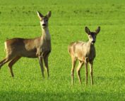 Reh im Überblick: Daten & Faken, Jagdfakten.at informiert