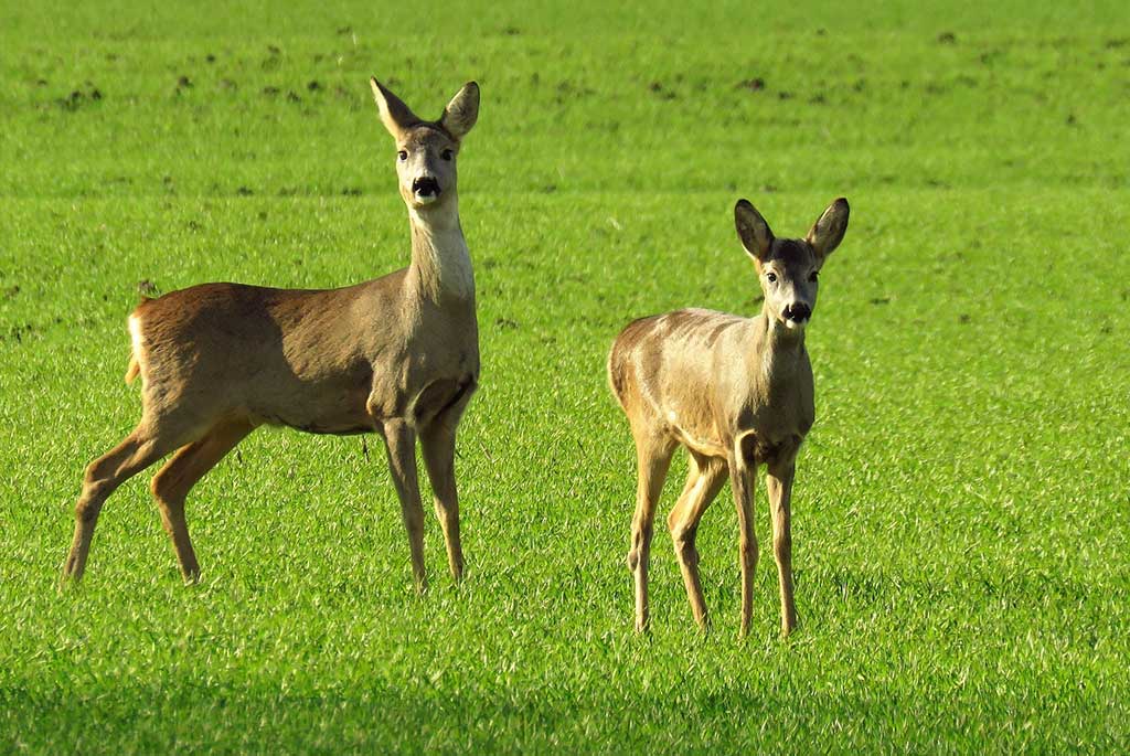 Reh im Überblick: Daten & Faken, Jagdfakten.at informiert