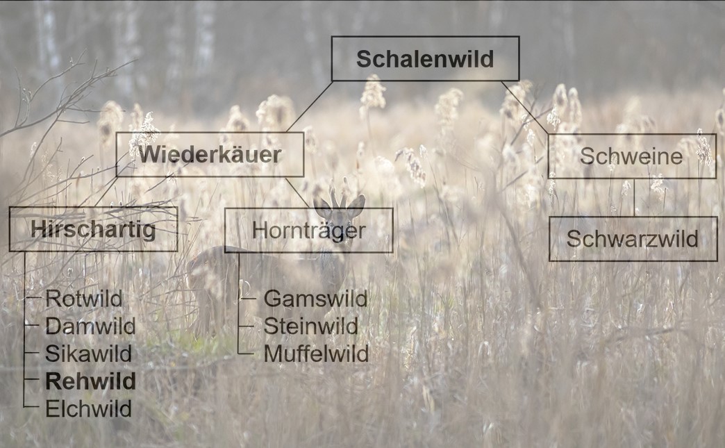 Rehwild, Schalenwild, Jagdfakten.at