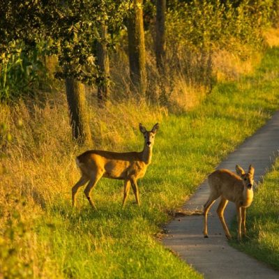 Rehwild, Reh, Rehbock - Steckbrief Jagdfakten.at