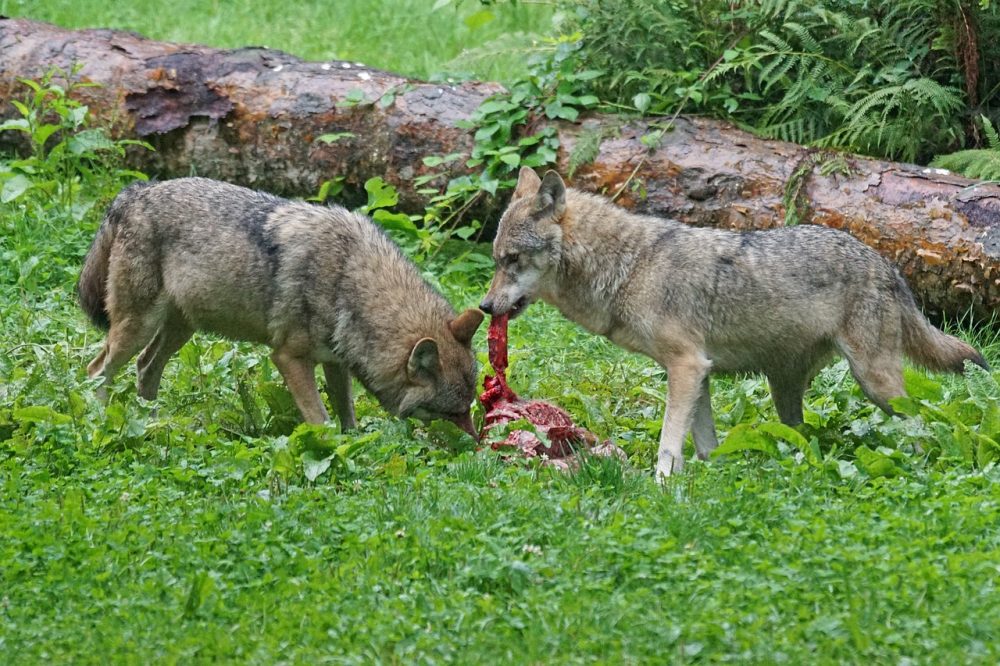 Wolf, Jagdfakten.at informiert Wolf, Jagdfakten.at informiert