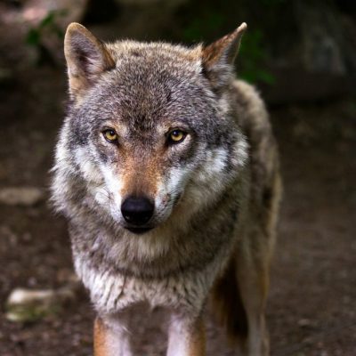 Wolf, Jagdfakten Österreich