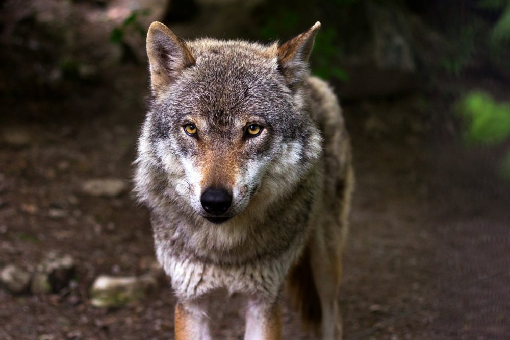 Rotkäppchens Erbe - bis uns der gute Wolf in den Hintern beißt