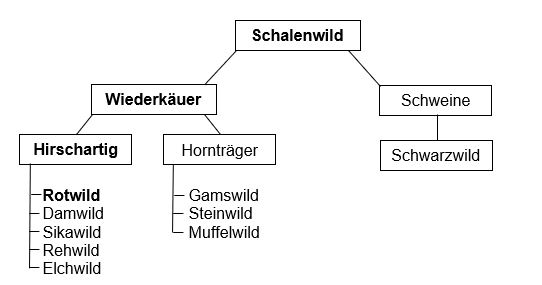 Schalenwild Tierfamilie