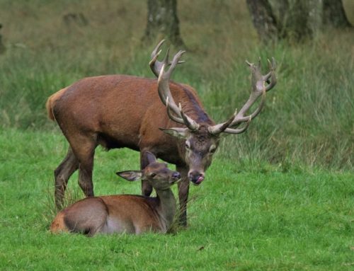 Jagdbare Wildarten: Rotwild, Hirsch