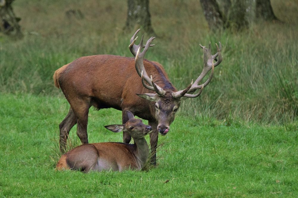 Steckbrief Rotwild, Hirsch: Jagdfakten.at informiert