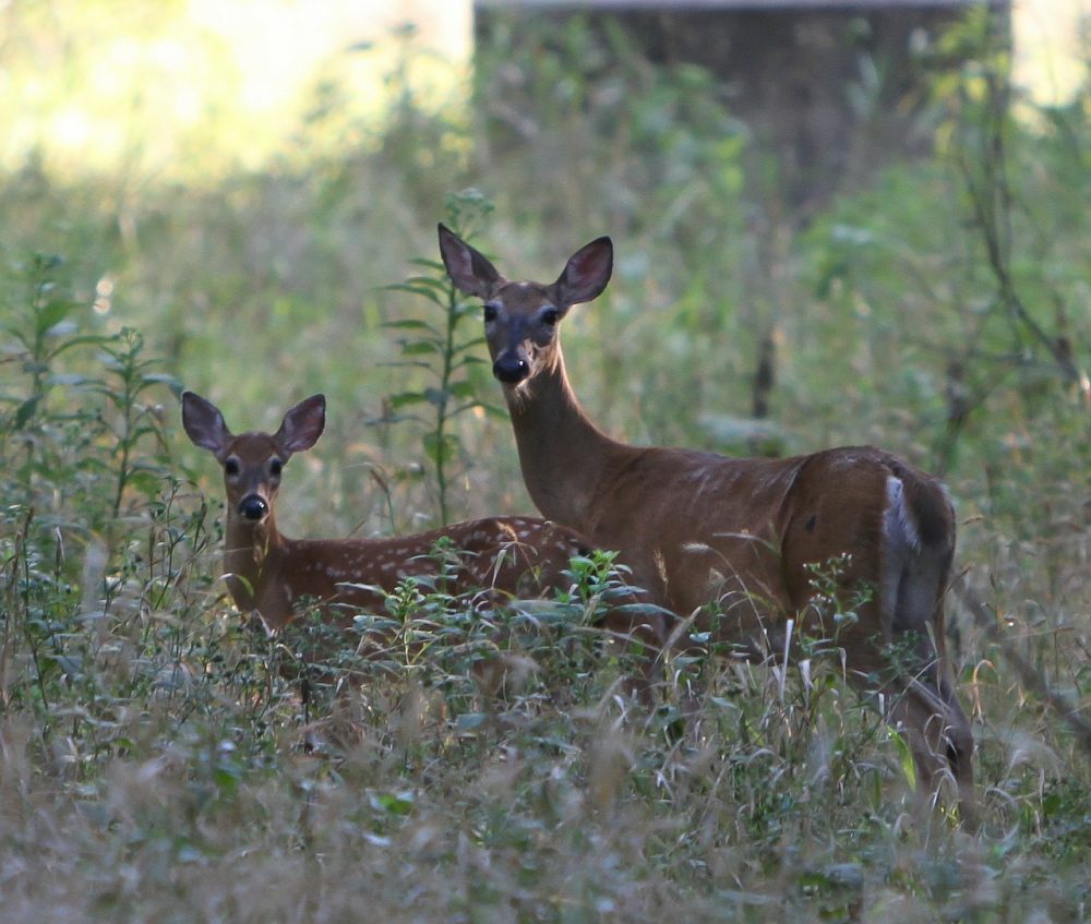 Mythos Bambi: Jagdfakten.at informiert