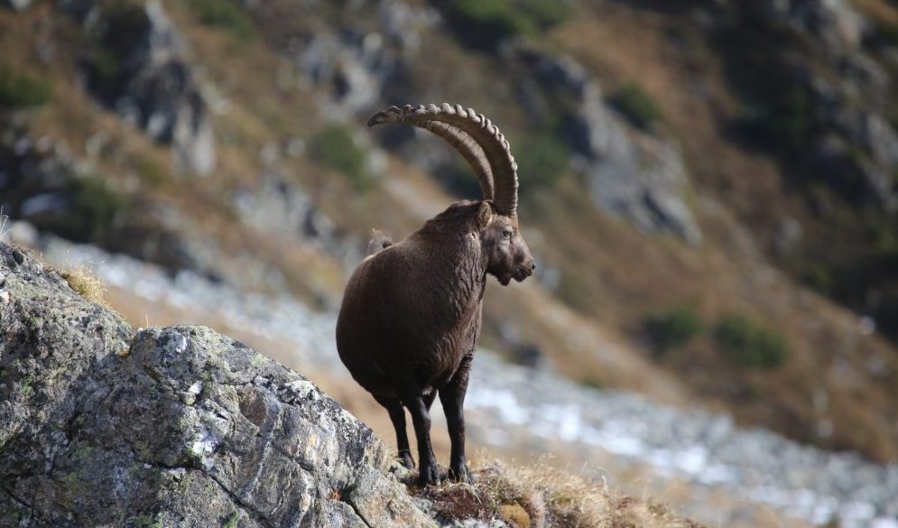 Jagdbare Wildarten Steinbock Jagdfakten At Osterreich