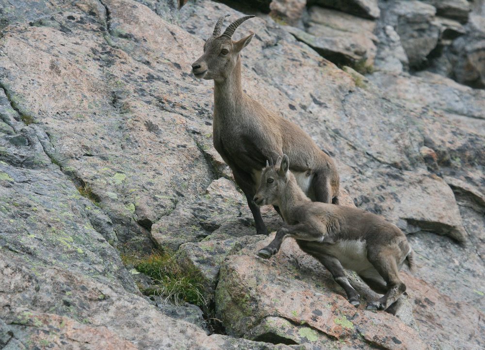 Steingeiß mit Kitz, Jagdfakten.at informiert