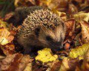 IGEL - ein kurzer Steckbrief: Jagdfakten.at informiert