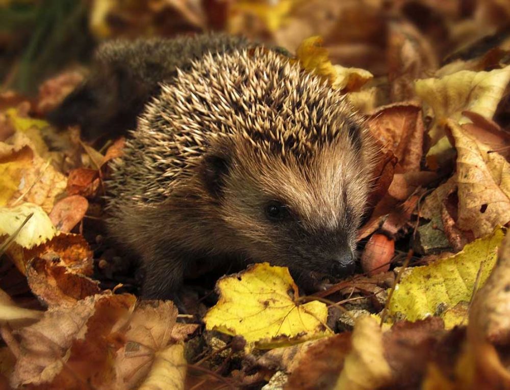 Murmeltier Steckbrief jagdbare Wildarten Jagdfakten.at