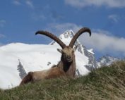 Steinbock, Jagdfakten.at