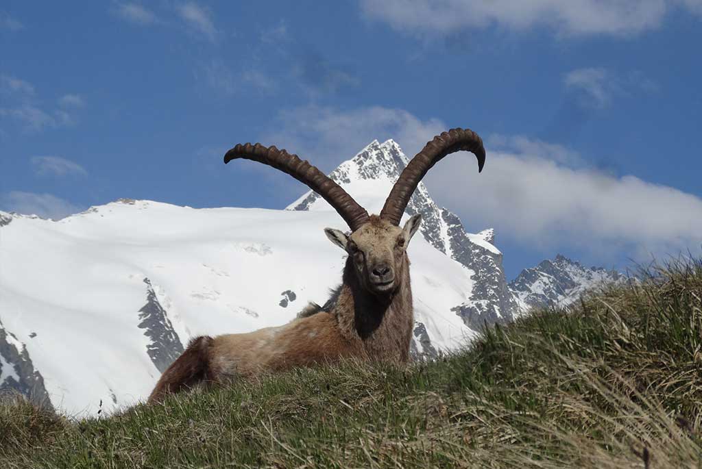 Steinbock, Jagdfakten.at